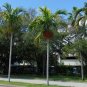 Alexander Palm Ptychosperma elegans 20 Seeds