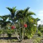 Alexander Palm Ptychosperma elegans 20 Seeds