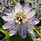 Love-in-a-Mist Passion Flower Passiflora foetida 10 Seeds
