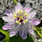 Love-in-a-Mist Passion Flower Passiflora foetida 10 Seeds