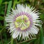 Love-in-a-Mist Passion Flower Passiflora foetida 10 Seeds