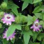 Love-in-a-Mist Passion Flower Passiflora foetida 10 Seeds