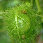 Love-in-a-Mist Passion Flower Passiflora foetida 10 Seeds