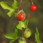 Love-in-a-Mist Passion Flower Passiflora foetida 10 Seeds