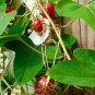 Love-in-a-Mist Passion Flower Passiflora foetida 10 Seeds