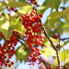 Igiri Tree  100 Seeds  Idesia polycarpa