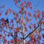 Igiri Tree 100 Seeds Idesia polycarpa