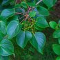 Igiri Tree 100 Seeds Idesia polycarpa