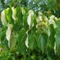 Igiri Tree 100 Seeds Idesia polycarpa