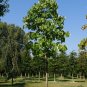 Igiri Tree 100 Seeds Idesia polycarpa