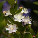 Common Myrtle Myrtus communis 30 Seeds Common Myrtle Myrtus communis 30 Seeds