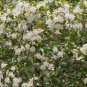 Common Myrtle Myrtus communis 30 Seeds
