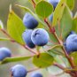Common Myrtle Myrtus communis 30 Seeds