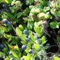 Common Myrtle Myrtus communis 30 Seeds
