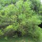 Common Myrtle Myrtus communis 30 Seeds