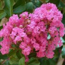 Pink Crape Myrtle Lagerstroemia indica 100 Seeds Pink Crape Myrtle Lagerstroemia indica 100 Seeds