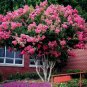 Pink Crape Myrtle Lagerstroemia indica 100 Seeds