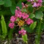 Pink Crape Myrtle Lagerstroemia indica 100 Seeds