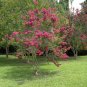 Pink Crape Myrtle Lagerstroemia indica 100 Seeds