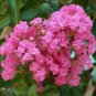 Pink Crape Myrtle Lagerstroemia indica 100 Seeds