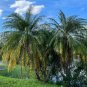 Pygmy Date Palm Phoenix roebelenii 100 Seeds