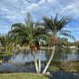 Pygmy Date Palm Phoenix roebelenii 100 Seeds