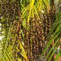 Pygmy Date Palm Phoenix roebelenii 100 Seeds