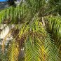 Pygmy Date Palm Phoenix roebelenii 100 Seeds