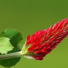 Crimson Clover  500 Seeds  Trifolium incarnatum