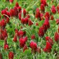 Crimson Clover 500 Seeds Trifolium incarnatum
