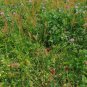 Crimson Clover 500 Seeds Trifolium incarnatum