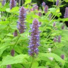 Anise Hyssop  2000 Seeds  Agastache foeniculum