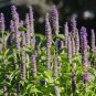 Anise Hyssop 2000 Seeds Agastache foeniculum