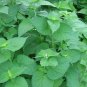 Anise Hyssop 2000 Seeds Agastache foeniculum