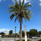 Silver Date Palm Phoenix Sylvestris 20 Seeds