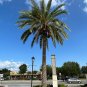 Silver Date Palm Phoenix Sylvestris 20 Seeds