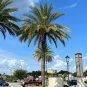 Silver Date Palm Phoenix Sylvestris 20 Seeds