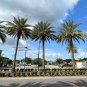 Silver Date Palm Phoenix Sylvestris 20 Seeds