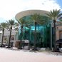 Silver Date Palm Phoenix Sylvestris 20 Seeds