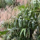 Tiger Grass Thysanolaena maxima 100 Seeds Tiger Grass Thysanolaena maxima 100 Seeds