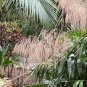 Tiger Grass  Thysanolaena maxima  100 Seeds