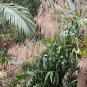 Tiger Grass  Thysanolaena maxima  100 Seeds