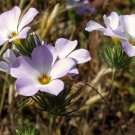 Mountain Phlox 2000 Seeds Linanthus grandiflorus Mountain Phlox 2000 Seeds Linanthus grandiflorus