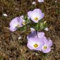 Mountain Phlox 2000 Seeds Linanthus grandiflorus