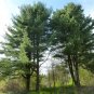 Eastern White Pine   Pinus strobus   20 Seeds