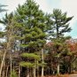 Eastern White Pine   Pinus strobus   20 Seeds