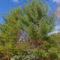 Eastern White Pine   Pinus strobus   20 Seeds