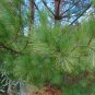 Eastern White Pine   Pinus strobus   20 Seeds
