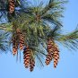 Eastern White Pine   Pinus strobus   20 Seeds