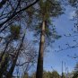 Eastern White Pine   Pinus strobus   20 Seeds